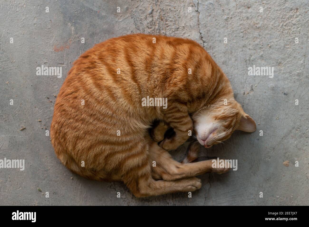 Katze schläft auf dem Boden Stockfoto