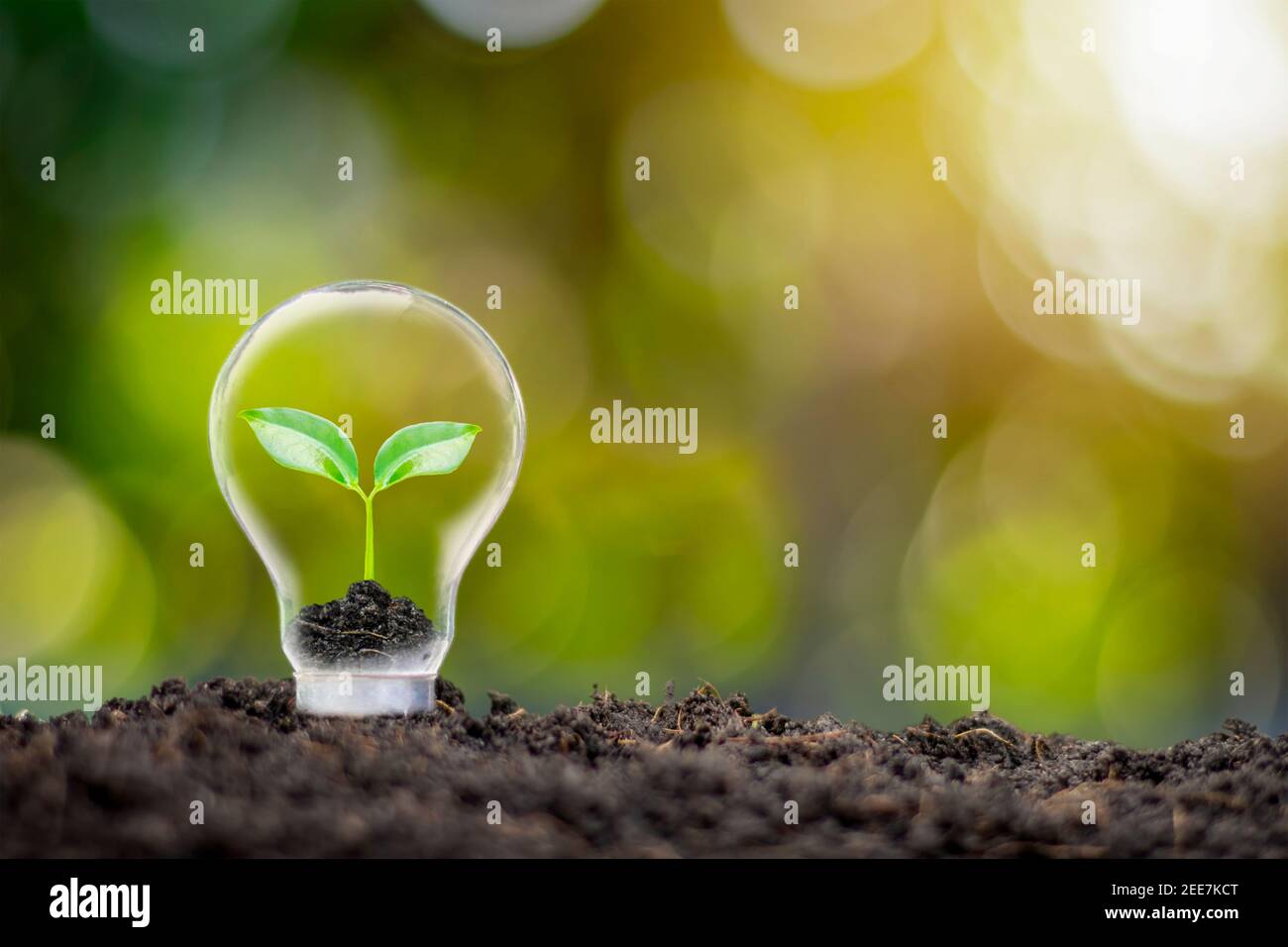 Bäume, die in umweltfreundlichen Glühbirnen wachsen, und verschwommene grüne Natur stehen im Hintergrund für ein Energiespar- und Umweltschutzkonzept. Stockfoto