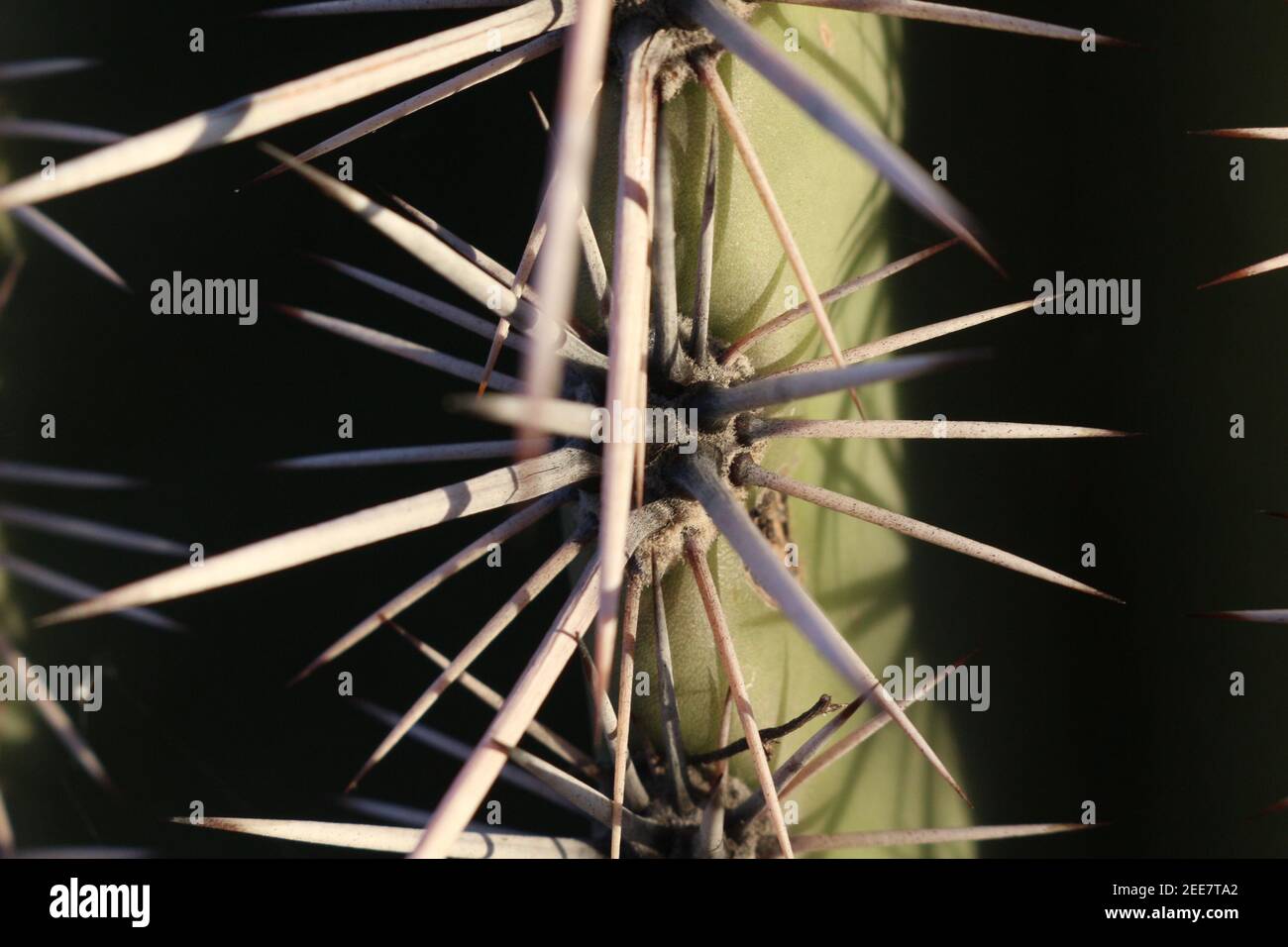 Saguaro Kaktusdornen Stockfoto