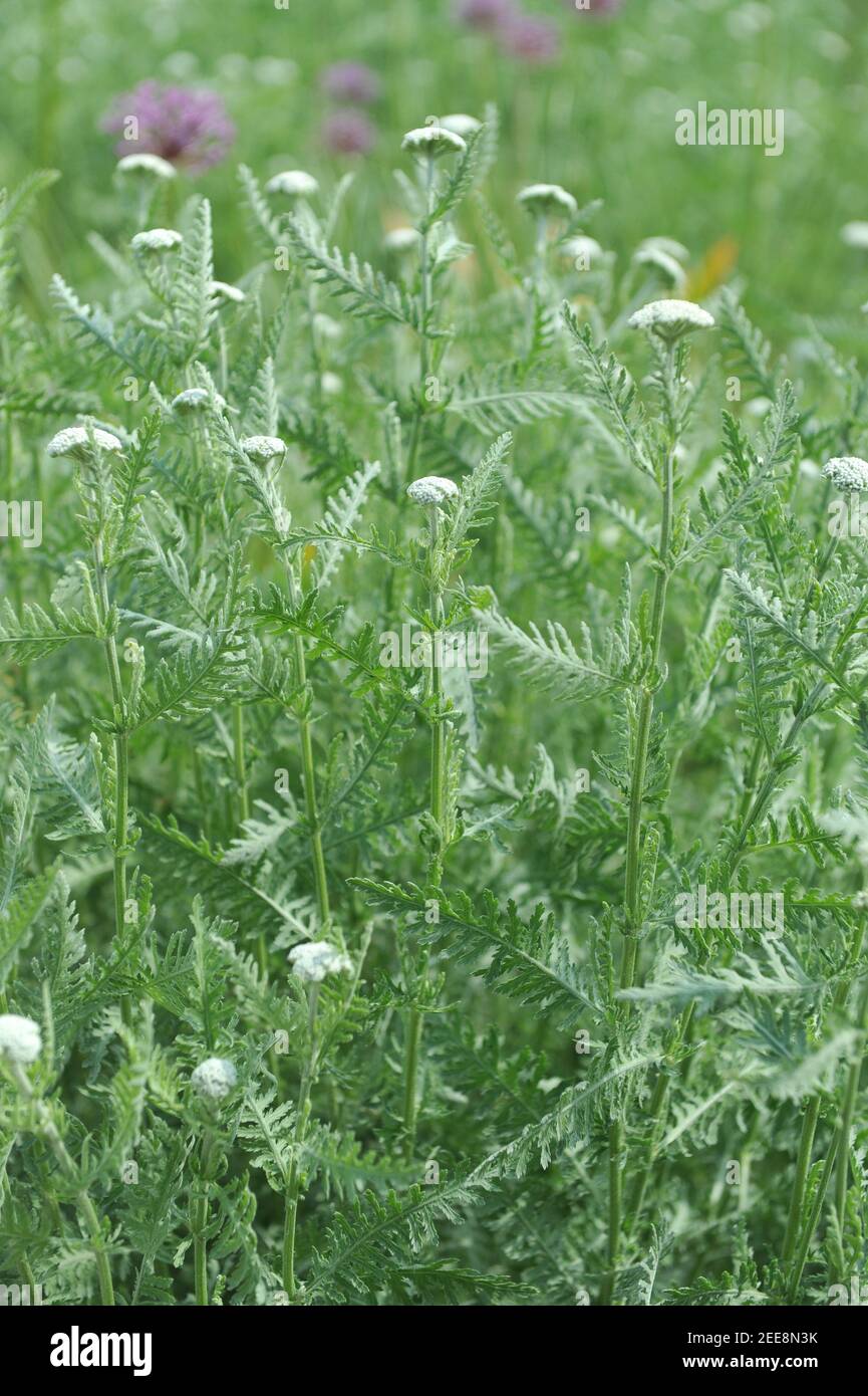 Die Gemeine Schafgarbe (Achillea millefolium) blüht im Mai in einem Garten Stockfoto