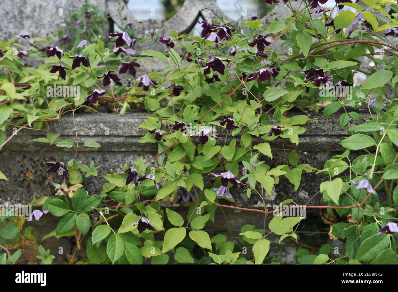 Sehr dunkel violett Clematis viticella Schwarzer Prinz blüht in einem Garten im Juli Stockfoto