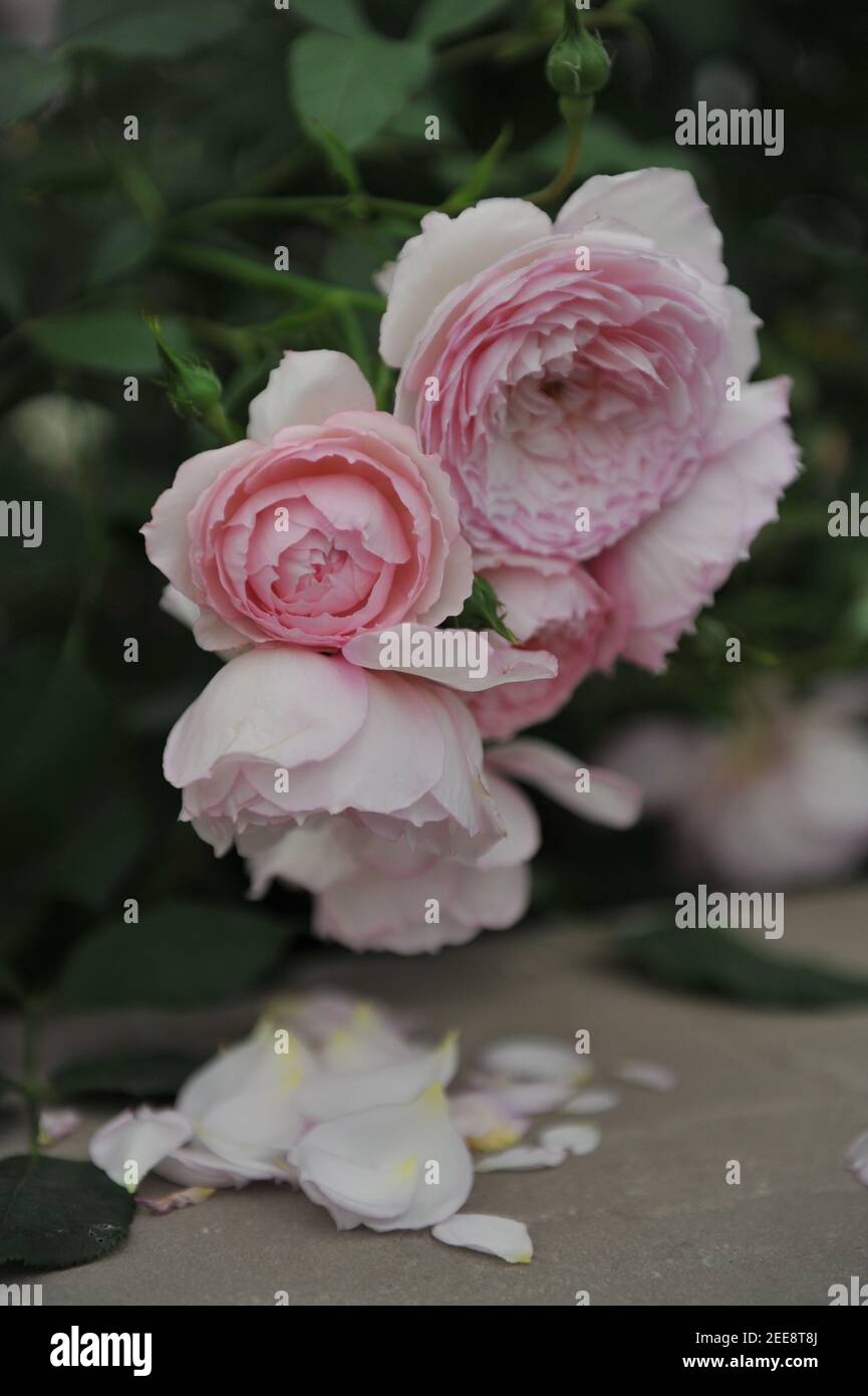 Rosa Strauch Englische Rose (Rosa) die Mühle am Floss Blüht auf einer Ausstellung im Mai Stockfoto