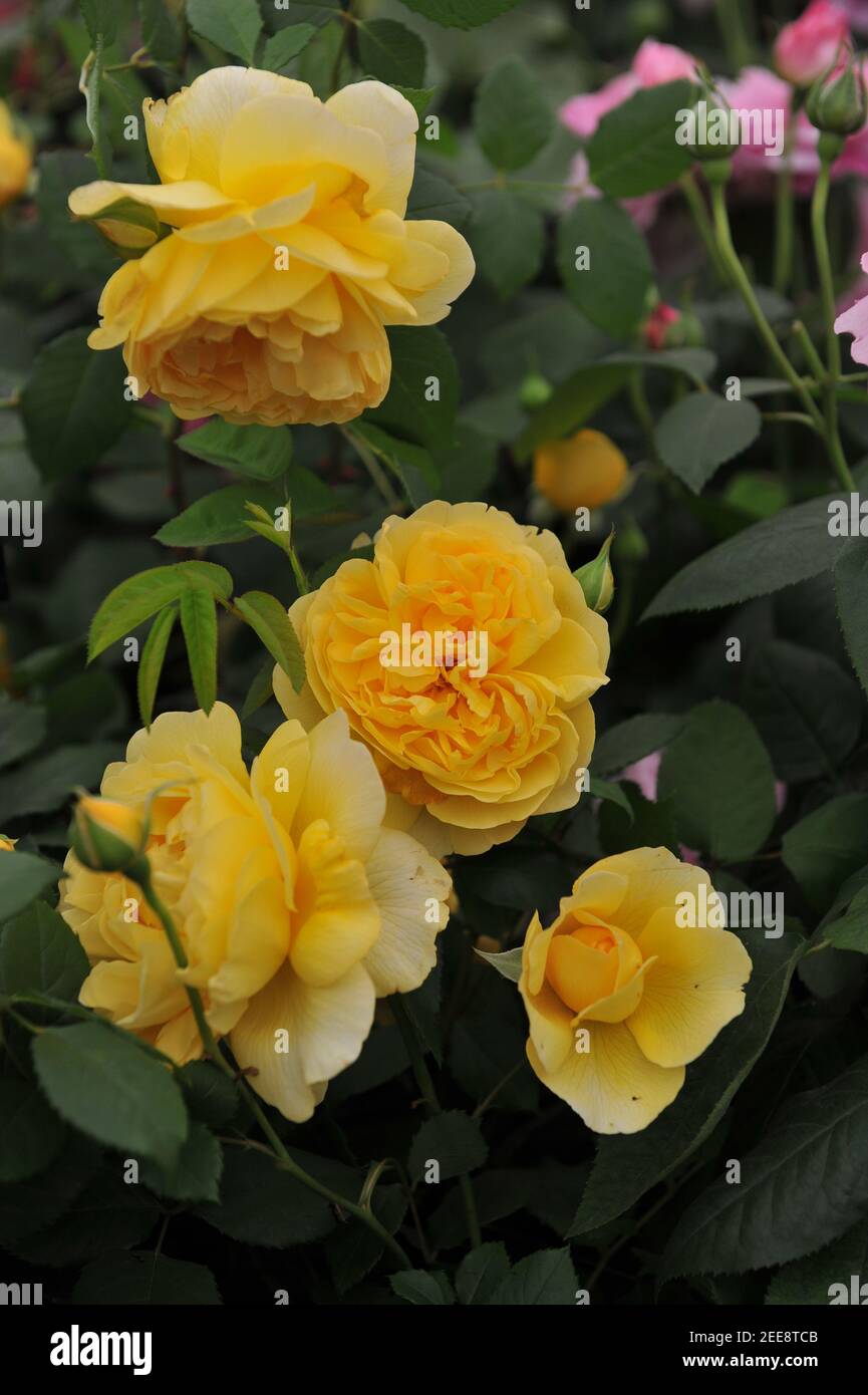 Gelber Strauch Englische Rose (Rosa) die Frau des Dichters blüht auf Eine  Ausstellung im Mai Stockfotografie - Alamy