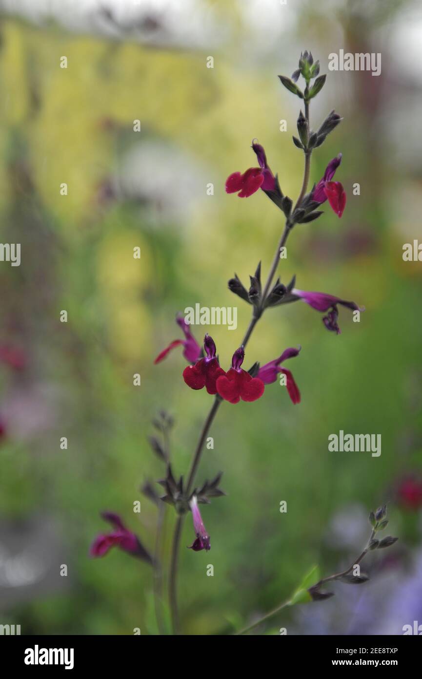 Salbei (Salvia) Amethyst Lippen ('Dyspurp') blüht auf einer Ausstellung in Mai Stockfoto