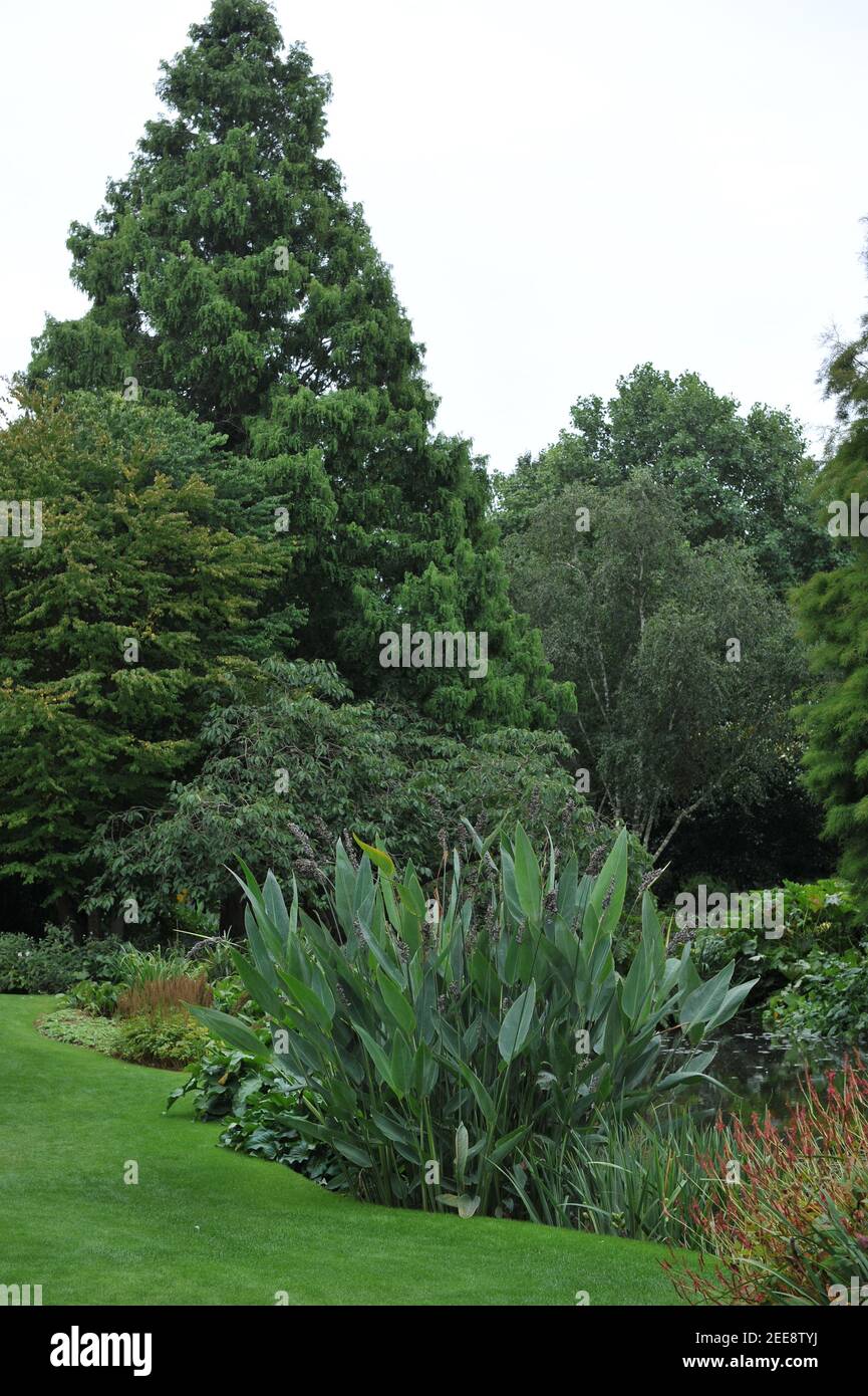COLCHESTER, Großbritannien - 15. SEPTEMBER 2013: Im Wasser gepflanzt im September blühen Pontederia cordata und Thalia dealbata in einem Teich im Garten von Beth Chatto Stockfoto