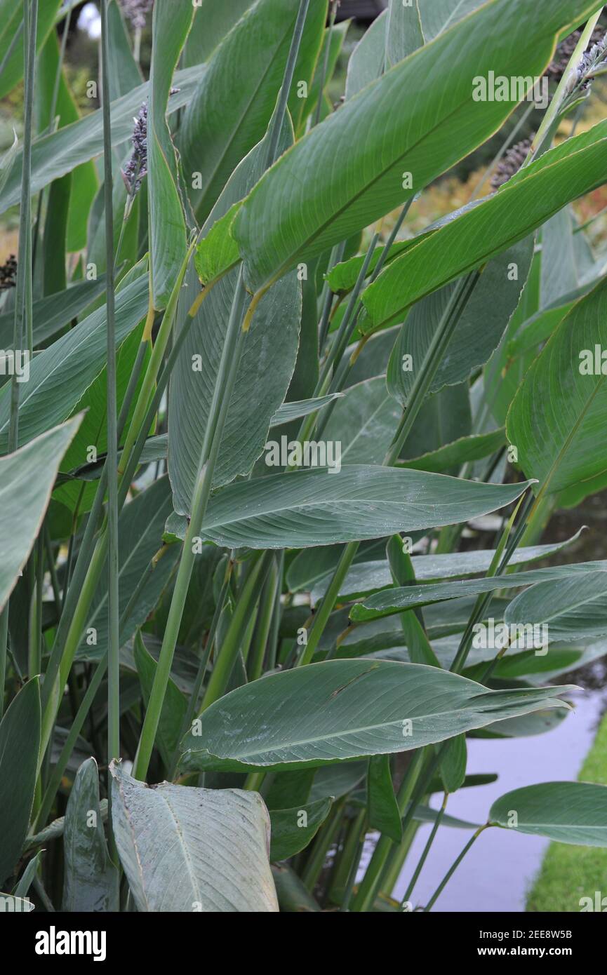 Teich gartenpflanze Fotos und Bildmaterial in hoher Auflösung Alamy
