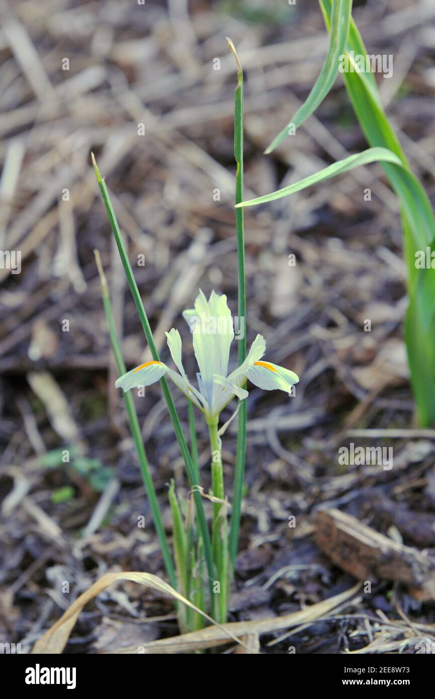 Weiße, frühe bulböse Iris (Iris reticulata) Natascha blüht im März in einem Garten Stockfoto