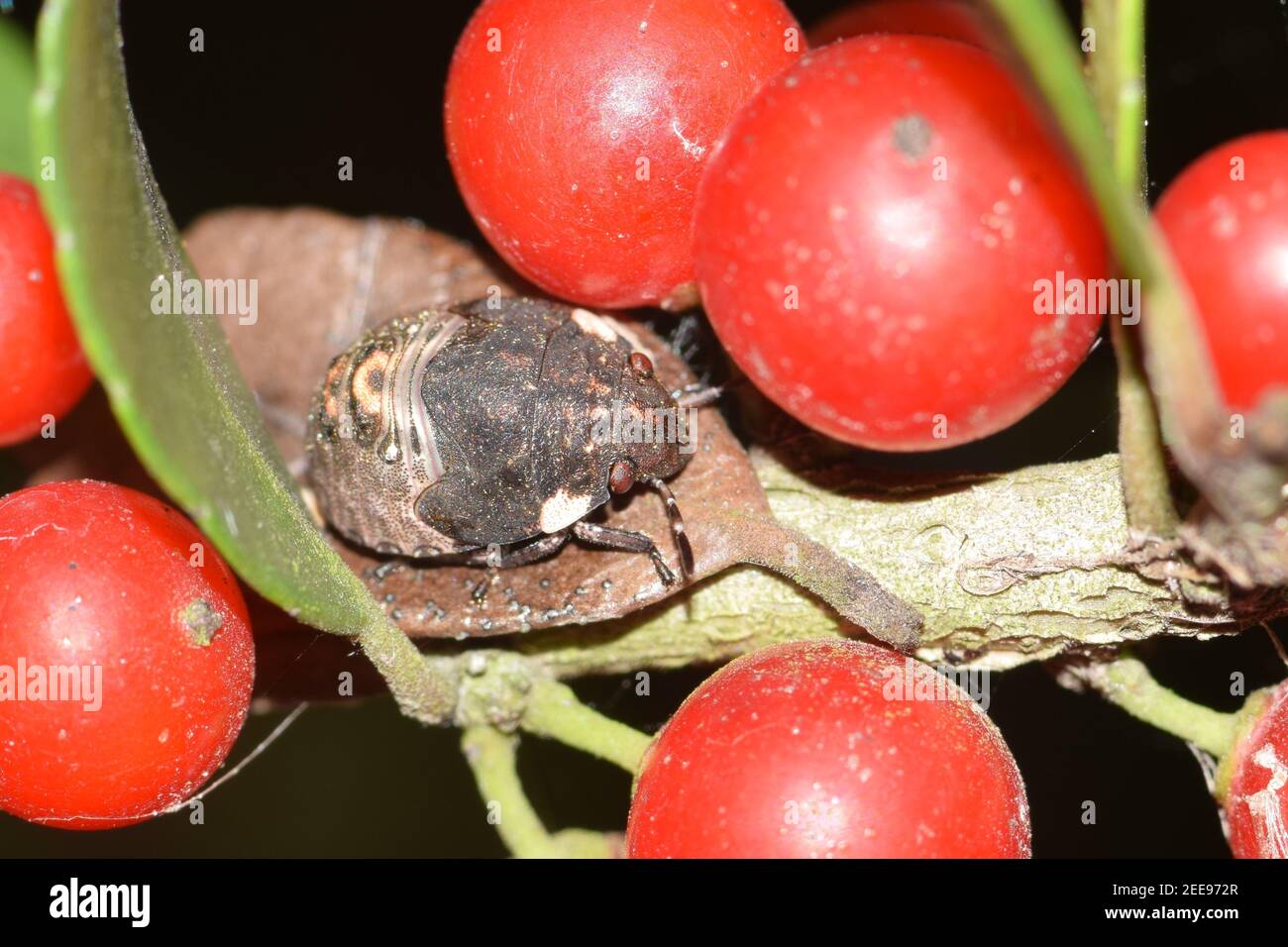 Schildwanznymphe Diolcus chrysorrhoeus auf Yaupon Holly Pflanze (Ilex vomitoria) mit roten Beeren in der Nacht in Houston, TX. Stockfoto