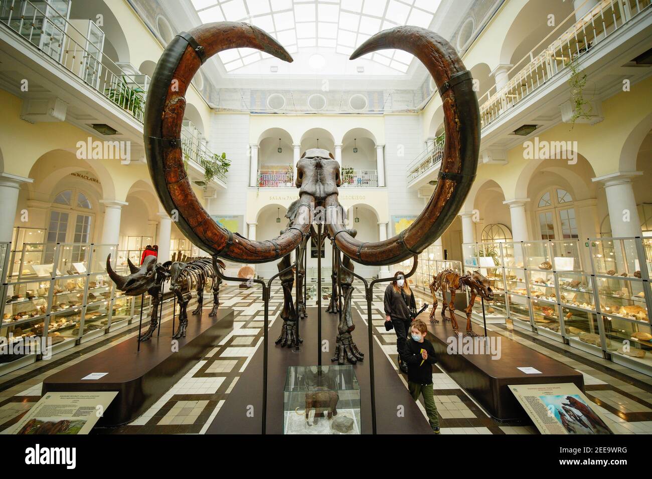 Peking, China. Februar 2021, 14th. Ein Skelett eines Mammuts ist am 14. Februar 2021 im Geologischen Museum in Warschau, Polen, zu sehen. Das Museum wurde nach mehrmonatiger Schließung aufgrund von COVID-19-Schließmaßnahmen wieder eröffnet. Quelle: Jaap Arriens/Xinhua/Alamy Live News Stockfoto