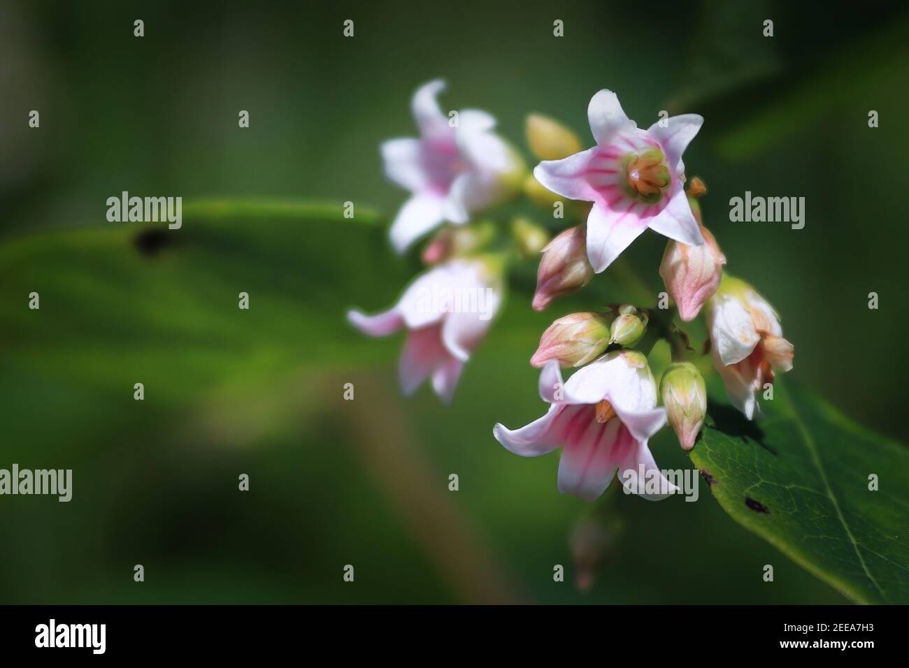 Selektiver Fokus Hintergrund der Verbreitung dogbane Blumen Stockfoto