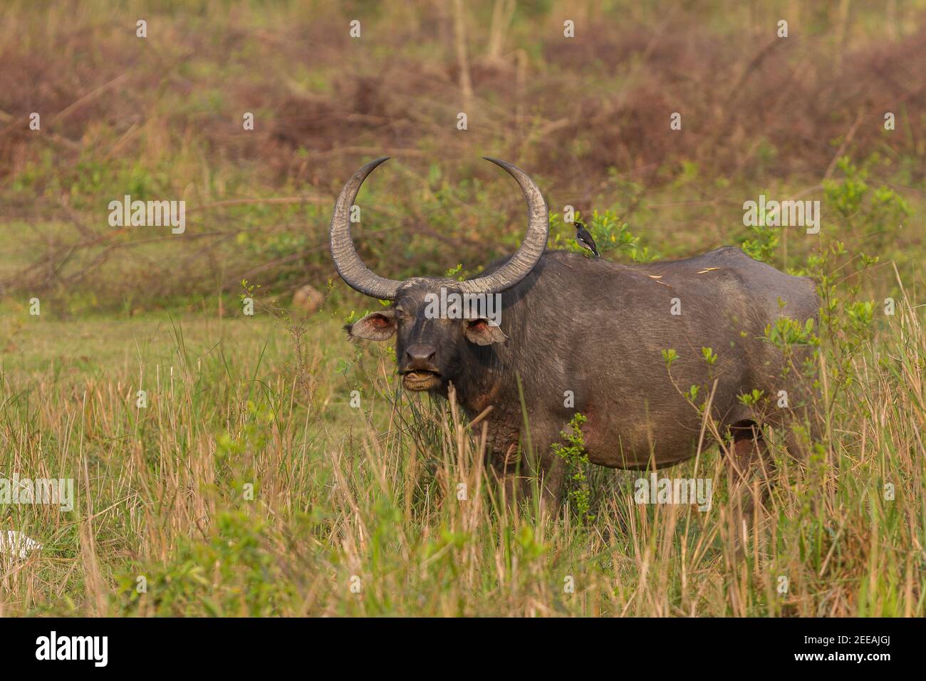 Asiatic Buffalo starrt aus dem Grasland des Kaziranga National Park, Assam, Indien an einem Wintermitteltag Stockfoto