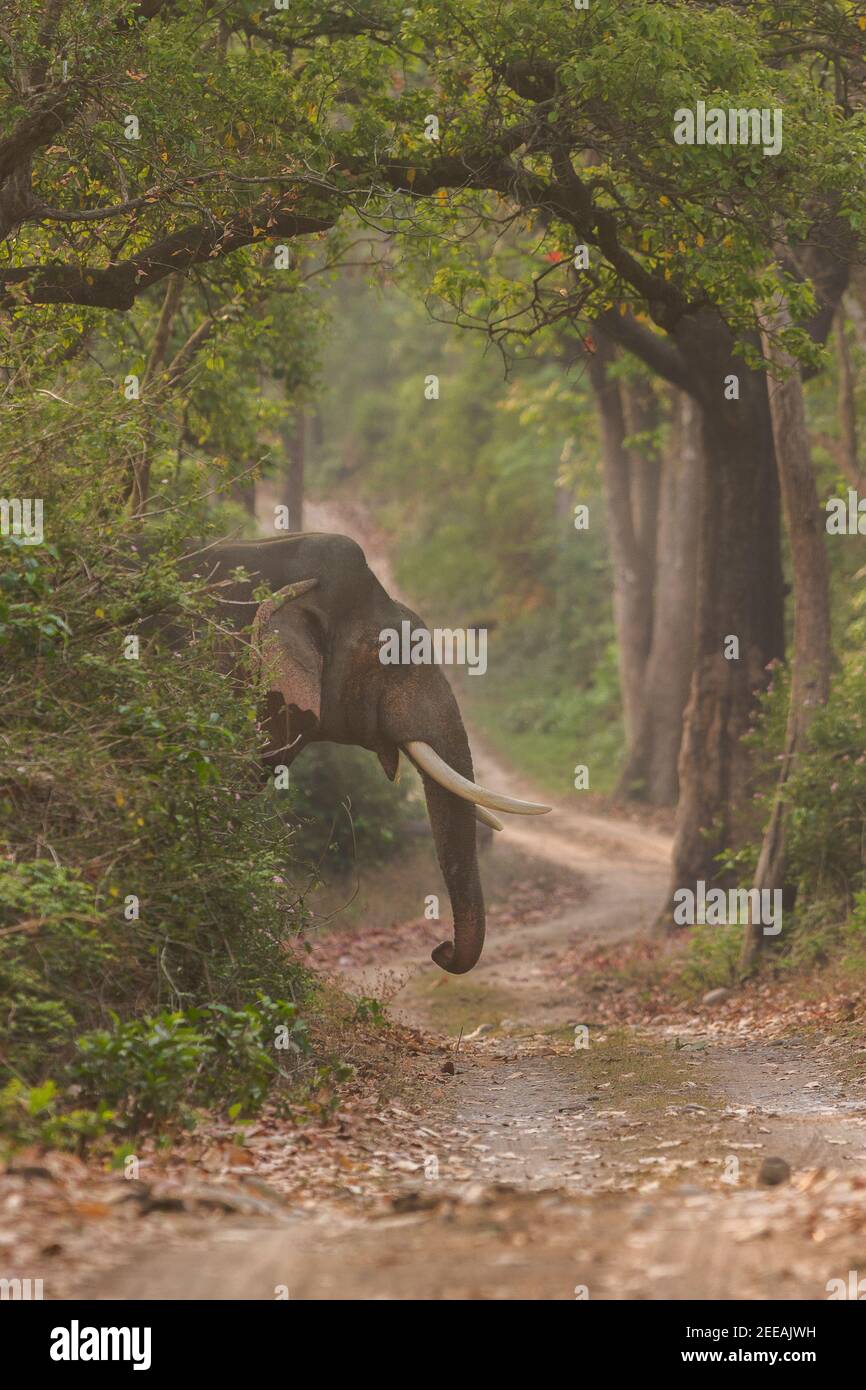 Erwachsene asiatische männliche Elefant mit Stoßzähnen kommen aus der Büsche in der Nähe der Wildpfad in Corbett Tiger Reserve von Uttarakhand Staat in Indien Stockfoto