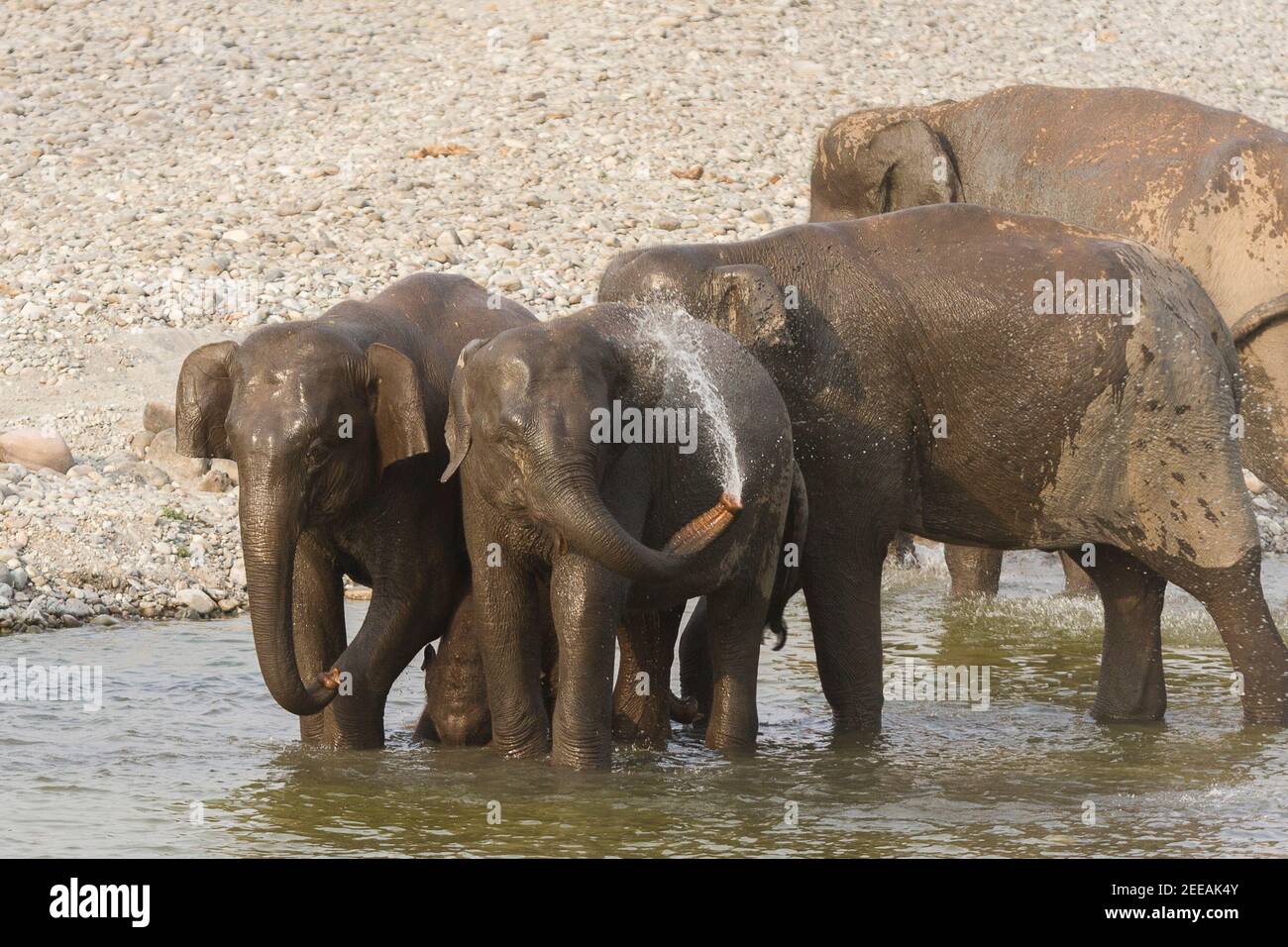 Asiatische Elefantenherde spielen im kühlen Wasser von Ramganga an einem Sommernachmittag im Corbett National Park, Uttarakhand, Indien Stockfoto