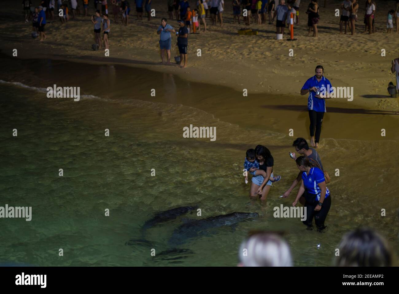 Delphinfutter für Touristen, Moreton Island, Queensland Stockfoto