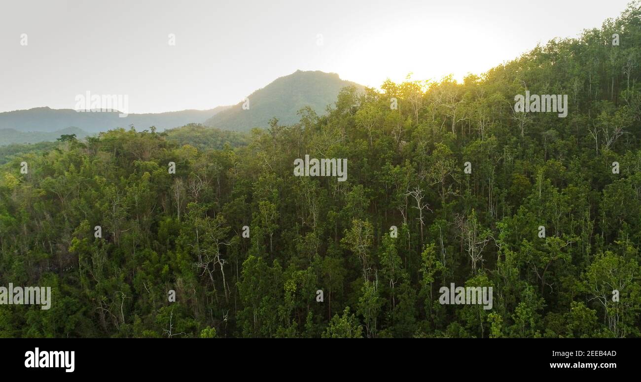 Schöne Landschaft von grünen Bäumen im tropischen Wald auf der Berg mit Sonnenlicht im Hintergrund Stockfoto
