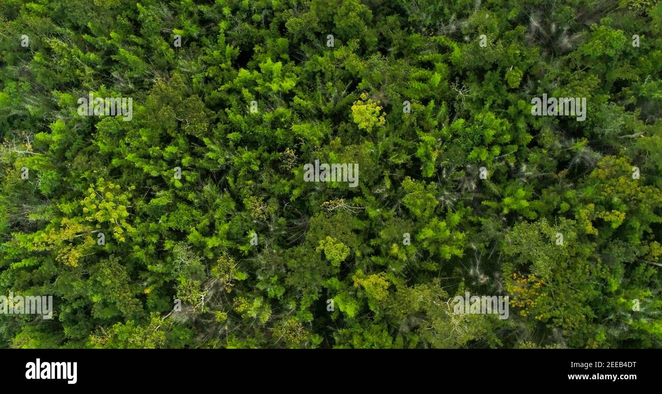 Draufsicht auf natürliche grüne Bäume im tropischen Wald, Luftdrohne aufgenommen Stockfoto