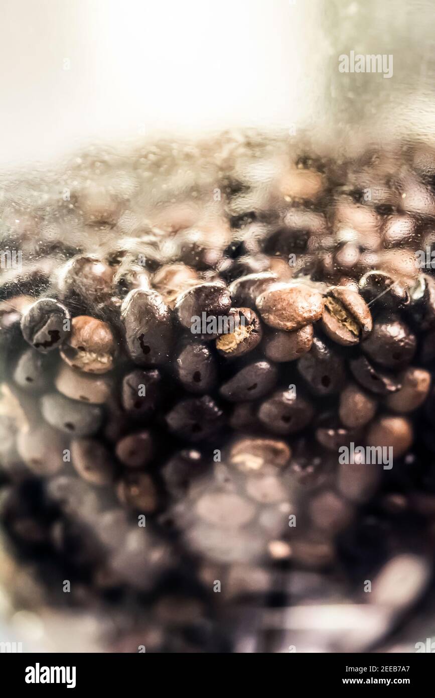 Geröstete schwarze Kaffeebohnen in der Mahlmaschine Stockfoto