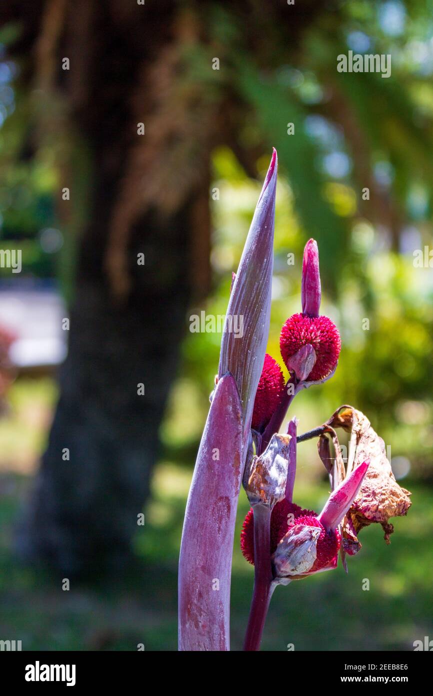 Samenschoten einer Canna Lily bilden sich, nachdem die Blüte verblasst ist, eine weitere Reihe von Blüten bereitet sich auf den Aufbruch vor. Stockfoto