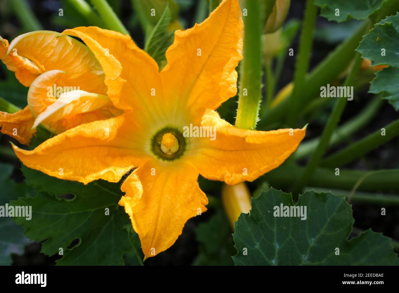 Zucchini Blume auf einer Zuteilung in Kent Stockfoto