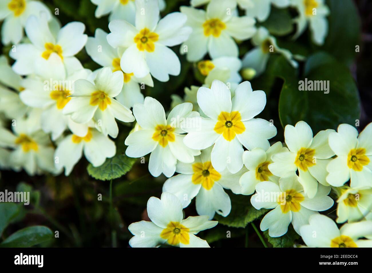 Wilde englische Primrose wächst im Frühling, die Blütenblätter und Blätter sind essbar und in Wäldern und Hüttengärten gefunden Stockfoto