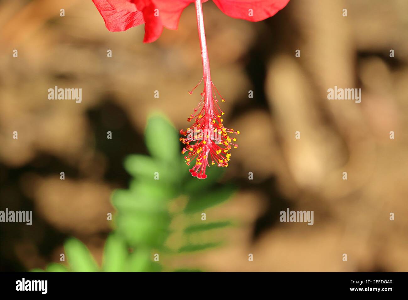Makroaufnahme eines roten Hibiskusblütenpollens, Indien-Asien Stockfoto