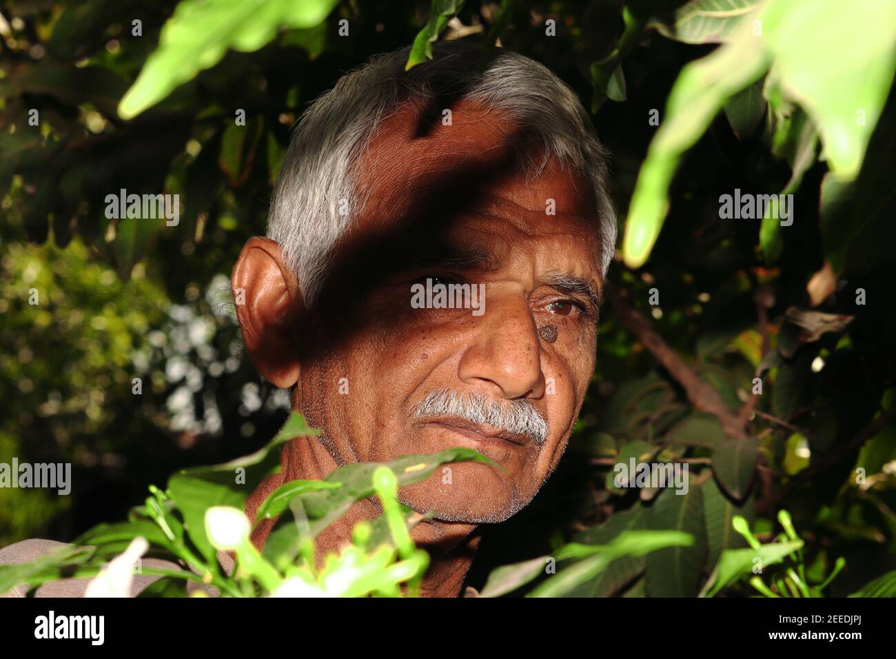 Nahaufnahme Porträt eines indischen älteren Mannes oder Bauern steht im Garten und hinterlässt einen Schatten auf dem Gesicht des Bauern. indien-Asien Stockfoto