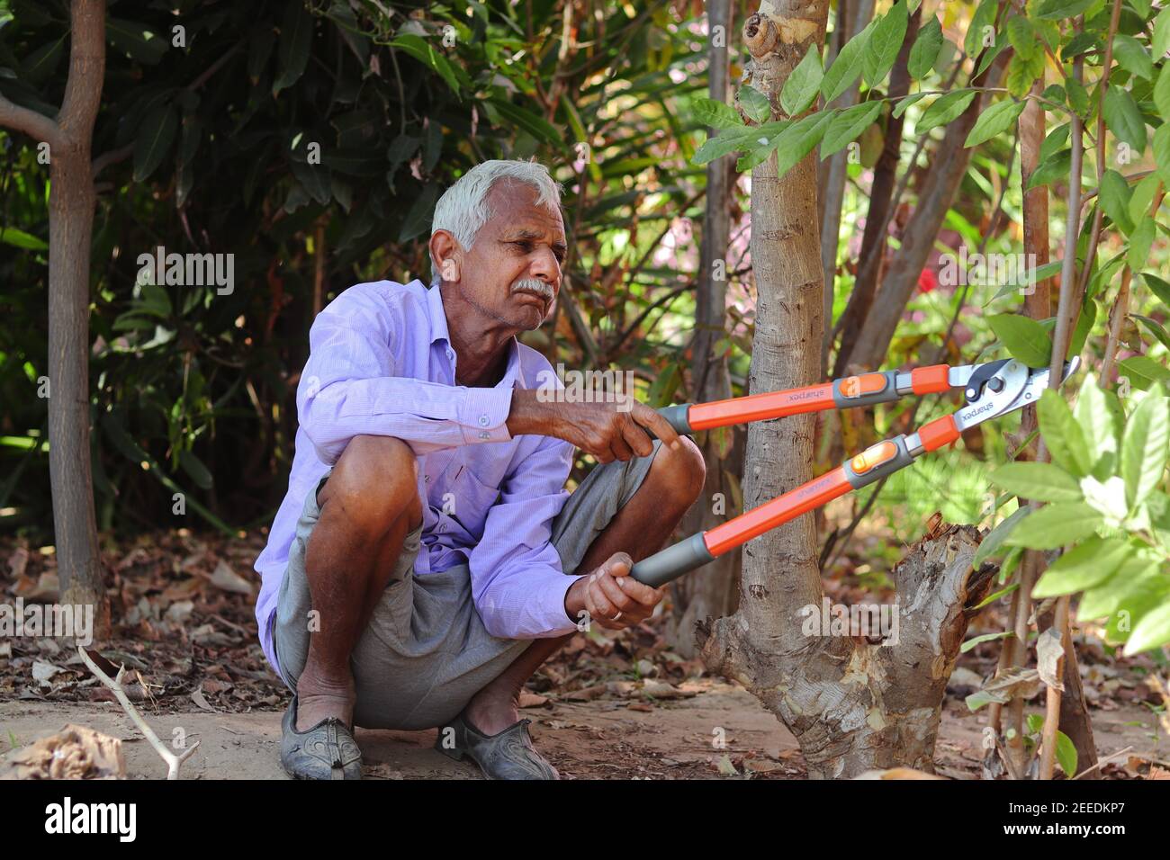 Ein älterer indischer Bauer oder Mann mit Hilfe eines Gartens oder Feldbogens Schnitt unproduktive Äste von Bäumen, indien-Asien Stockfoto
