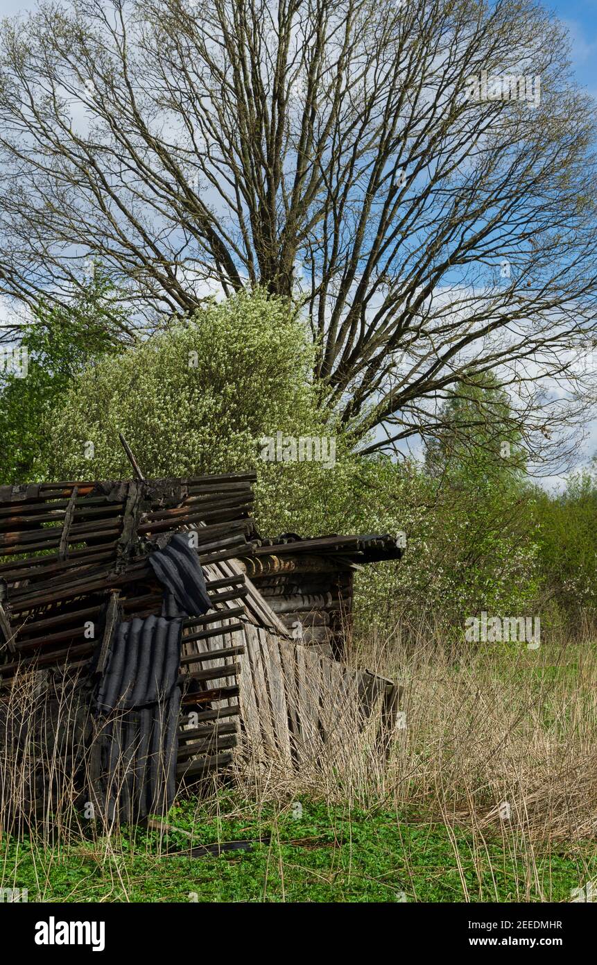 Der Rahmen einer hölzernen Struktur in einer verlassenen und überwuchert mit Gras Dorf vertikale Ausrichtung (Pskov Region, Russland) Stockfoto