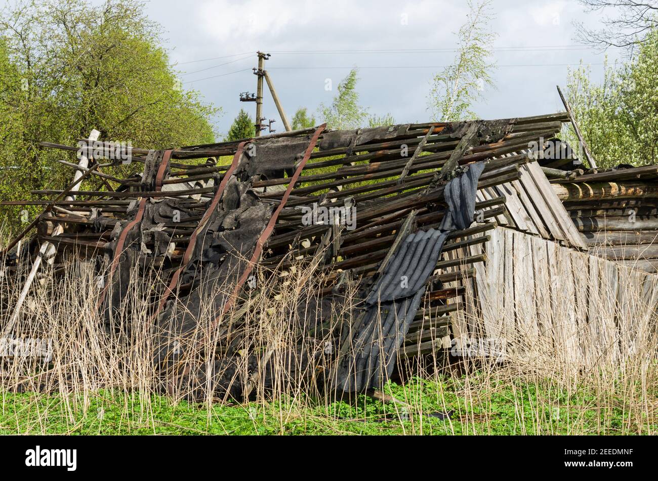 Altes Dach eines Dorfschuppens in einem verlassenen und bewachsenen Dorf ohne Menschen (Pskov Region, Russland) Stockfoto