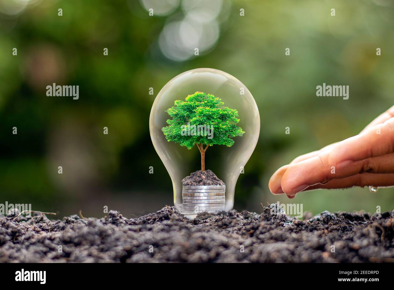 Der Baum, der auf einem Haufen Geld in einer Glühbirne mit einer grünen Natur wächst verwischen Hintergrund. Energiesparkonzept. Stockfoto