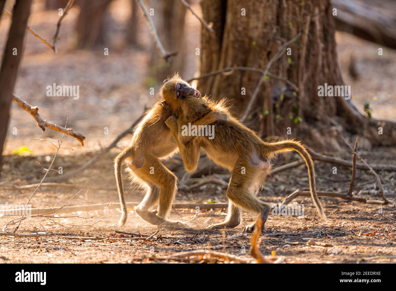 Ein junges Paar Chacma Paviane, Papio ursinus, spielen Kampf in Simbabwes Mana Pools National Park. Stockfoto