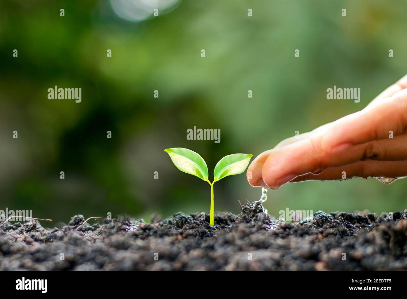 Mit dem Konzept des Weltumwelttages bewässern Bauern kleine Pflanzen von Hand. Stockfoto