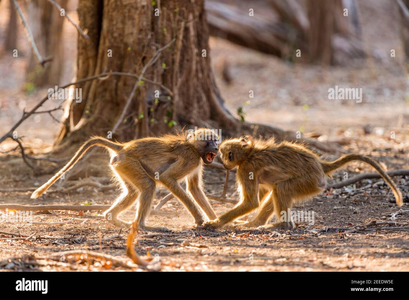 Ein junges Paar Chacma Paviane, Papio ursinus, spielen Kampf in Simbabwes Mana Pools National Park. Stockfoto