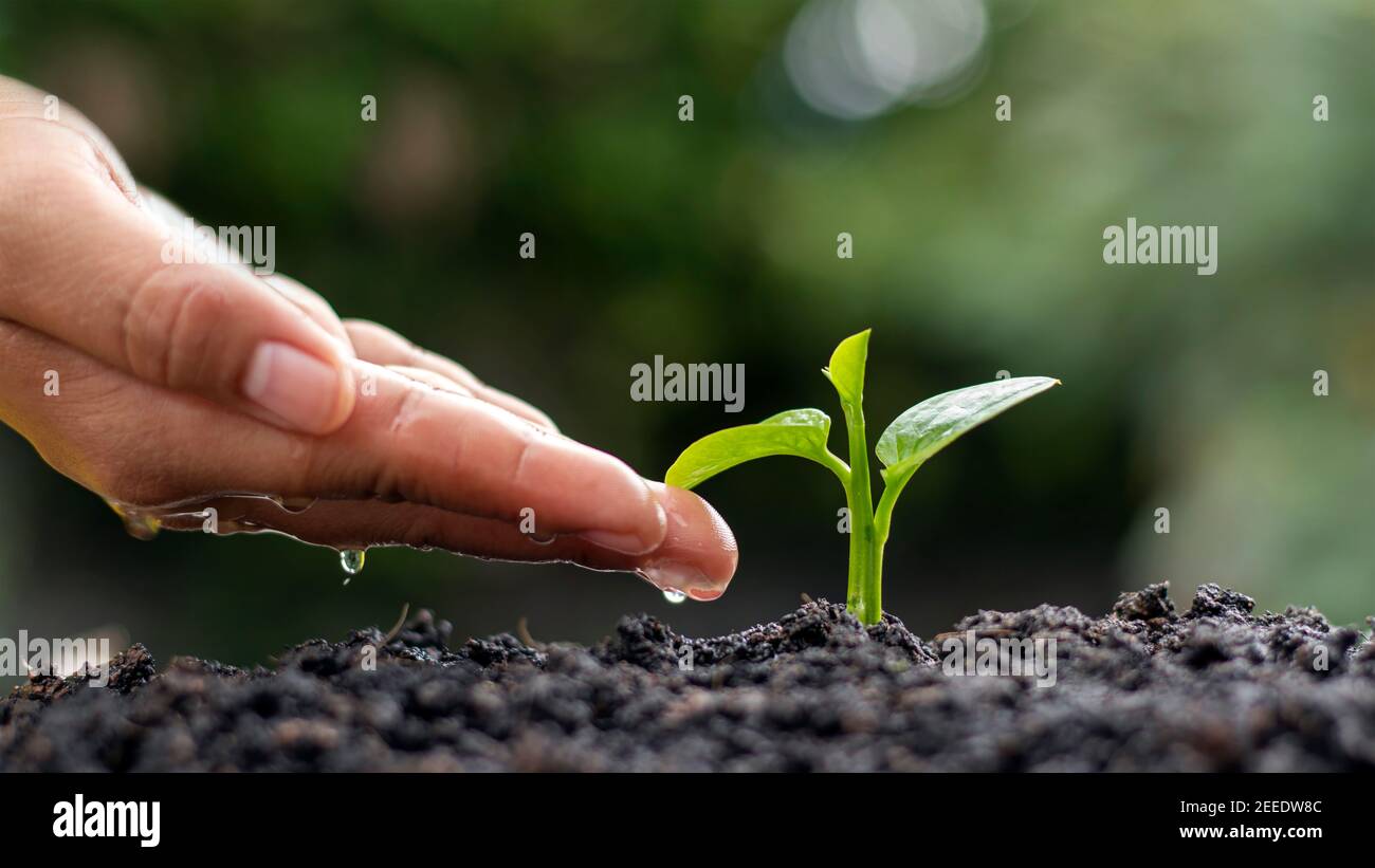 Konzept „Environment Day“. Wassertröpfchen zur Hand, um Bäume zu Pflanzen und die Umwelt zu schützen. Stockfoto