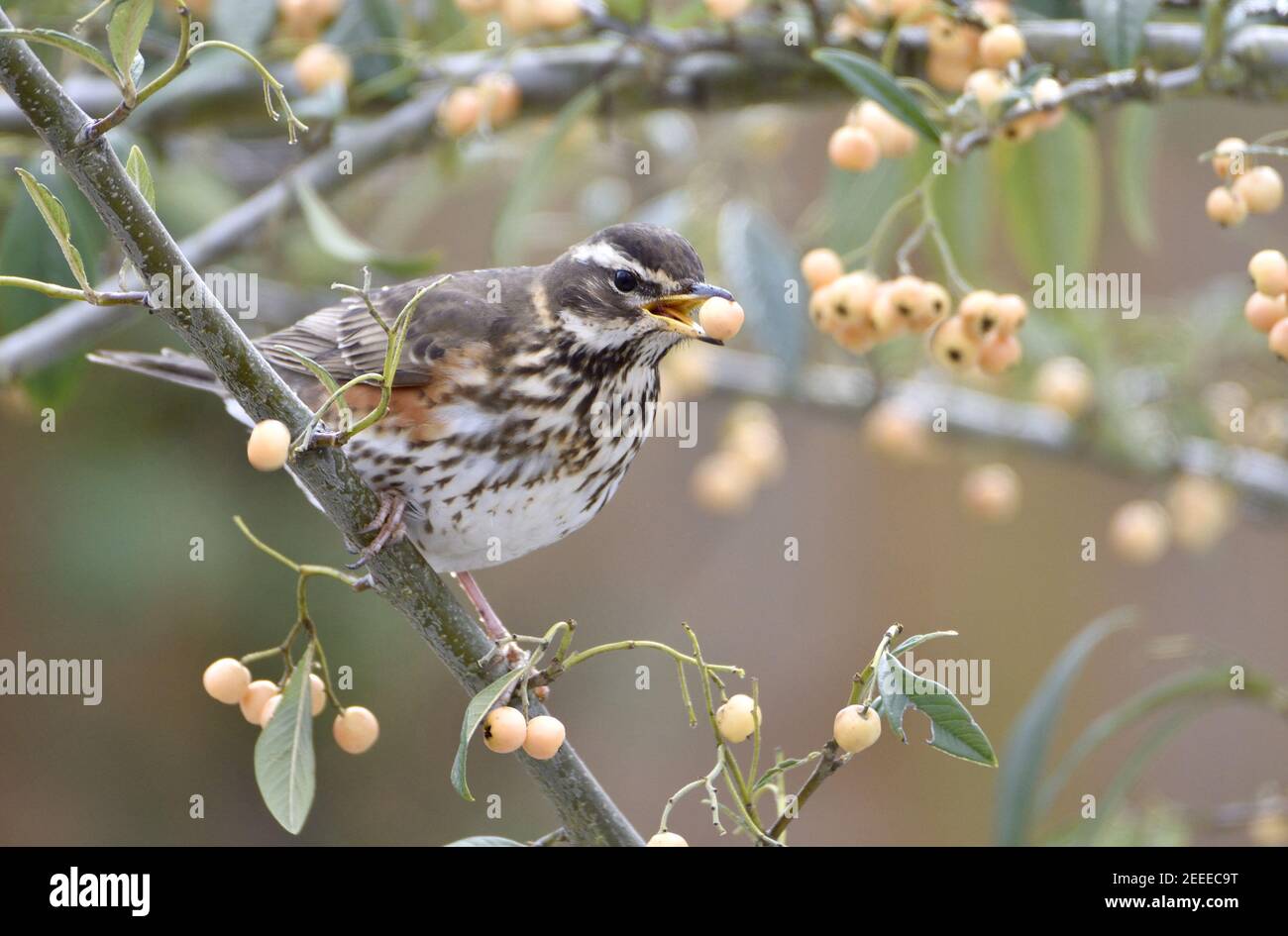 Rotflügel (Turdus iliacus) Fütterung von Cotoneaster Beeren in einem Garten im Winter. Kent, Großbritannien (Februar 2021) Stockfoto