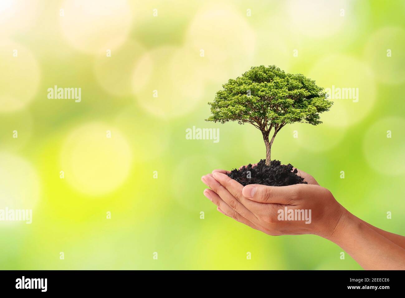Hand hält einen Baum auf verschwommenem grünen Natur Hintergrund, Pflanzen Ideen und Earth Day. Stockfoto