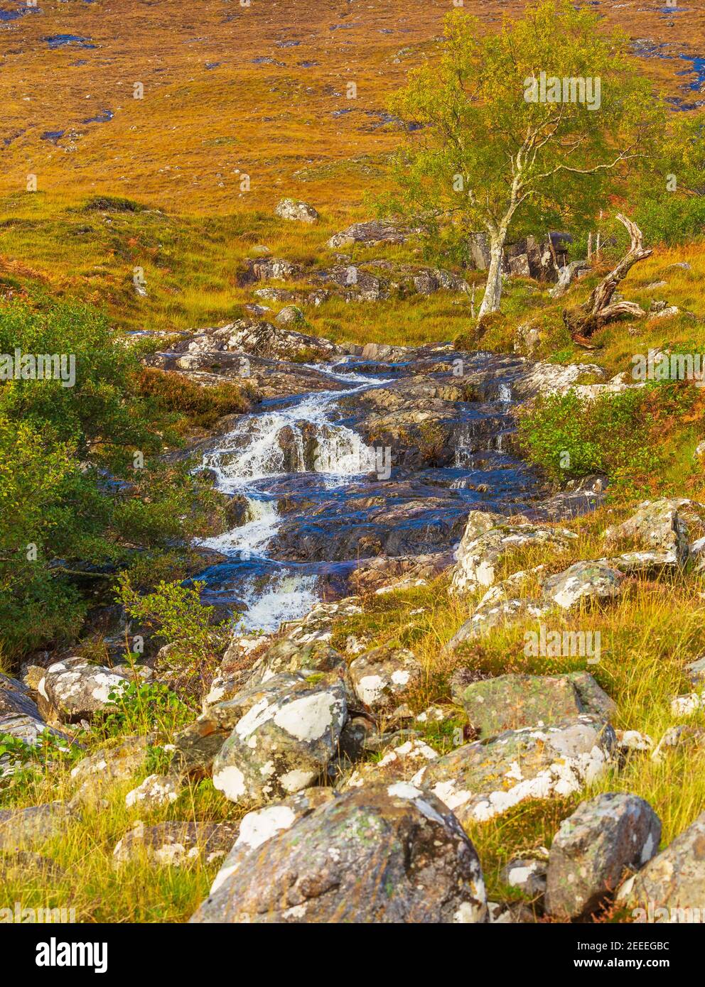 Glen Strathfarrar im Herbst mit Wasserfall und Silberbirke. Steinbrocken mit grünen Flechten und goldenen, herbstlichen Farben im Scottish Highl Stockfoto