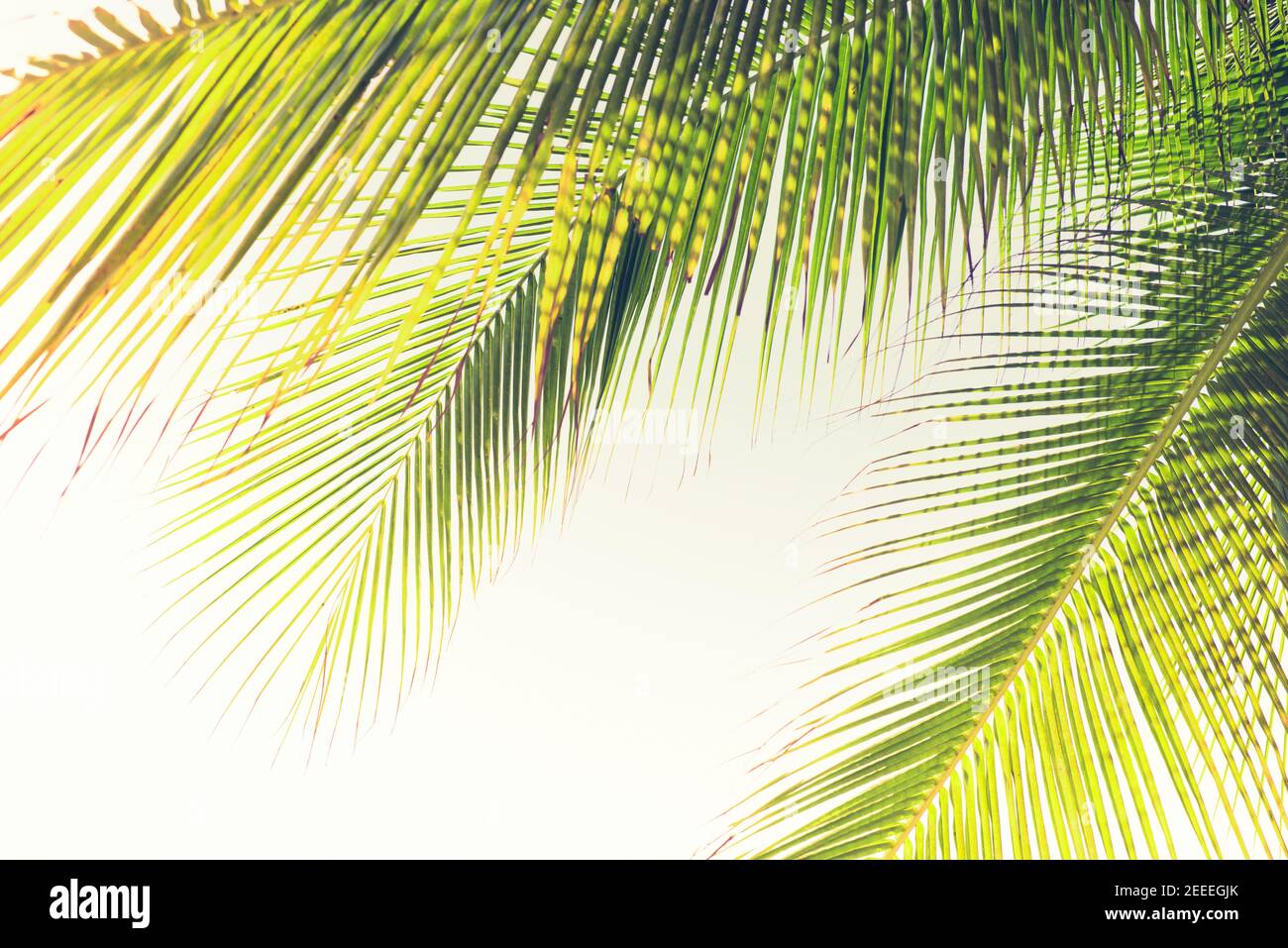 Natürliche grüne Kokospalme Blätter am Strand im Sommer - Blick nach oben Winkel, Grenze Design Hintergrund Stockfoto