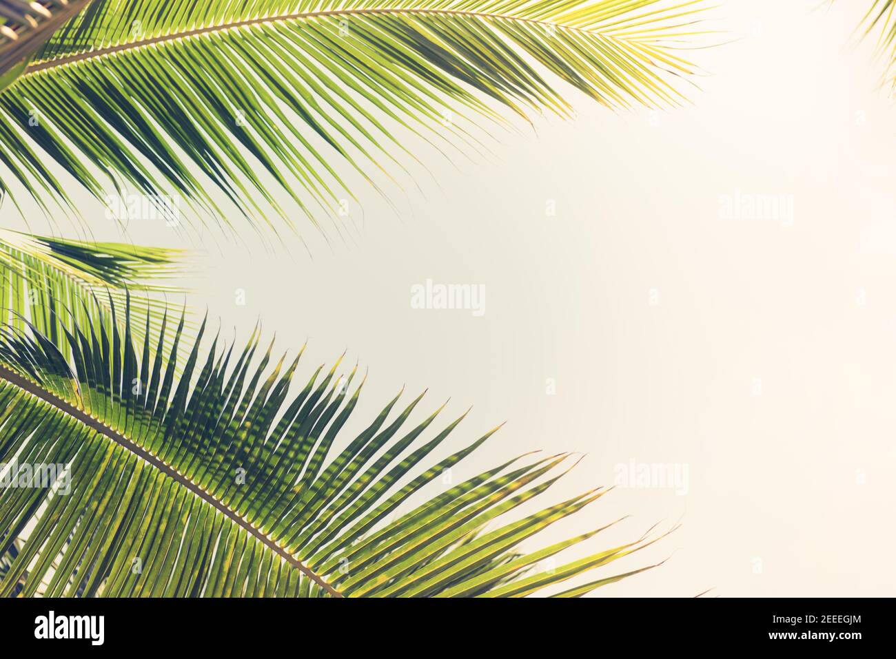 Natürliche grüne Kokospalme Blätter am Strand im Sommer - Blick nach oben Winkel, Grenze Design Hintergrund Stockfoto