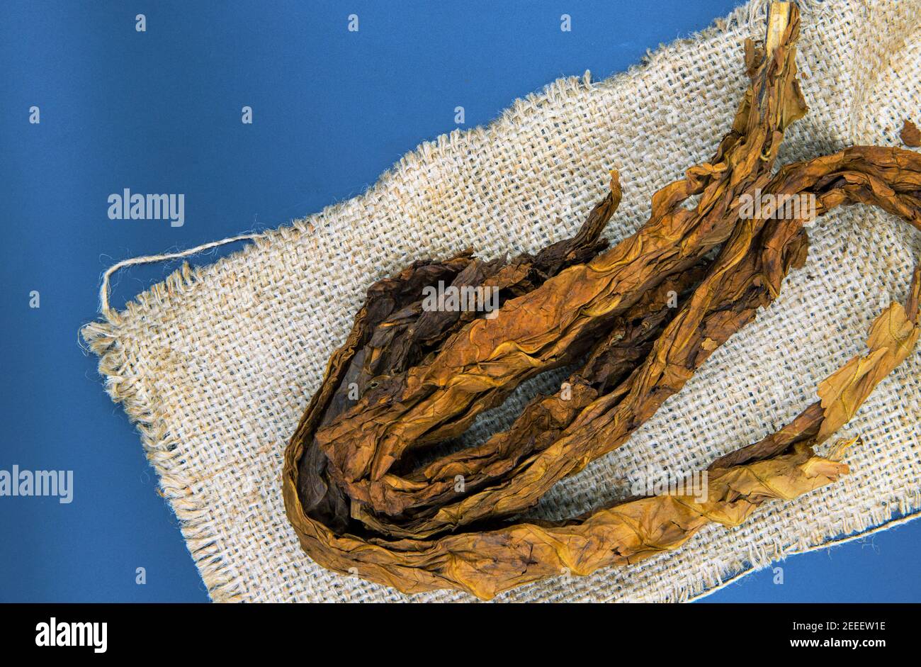 Goldenes Tabakblatt auf Sackleinen Hintergrund. Getrocknete und ausgehärtete Tabakblätter. Rustikaler Rohstoff für Zigaretten und Zigarren. Tabakblatt rauchen. Ar Stockfoto