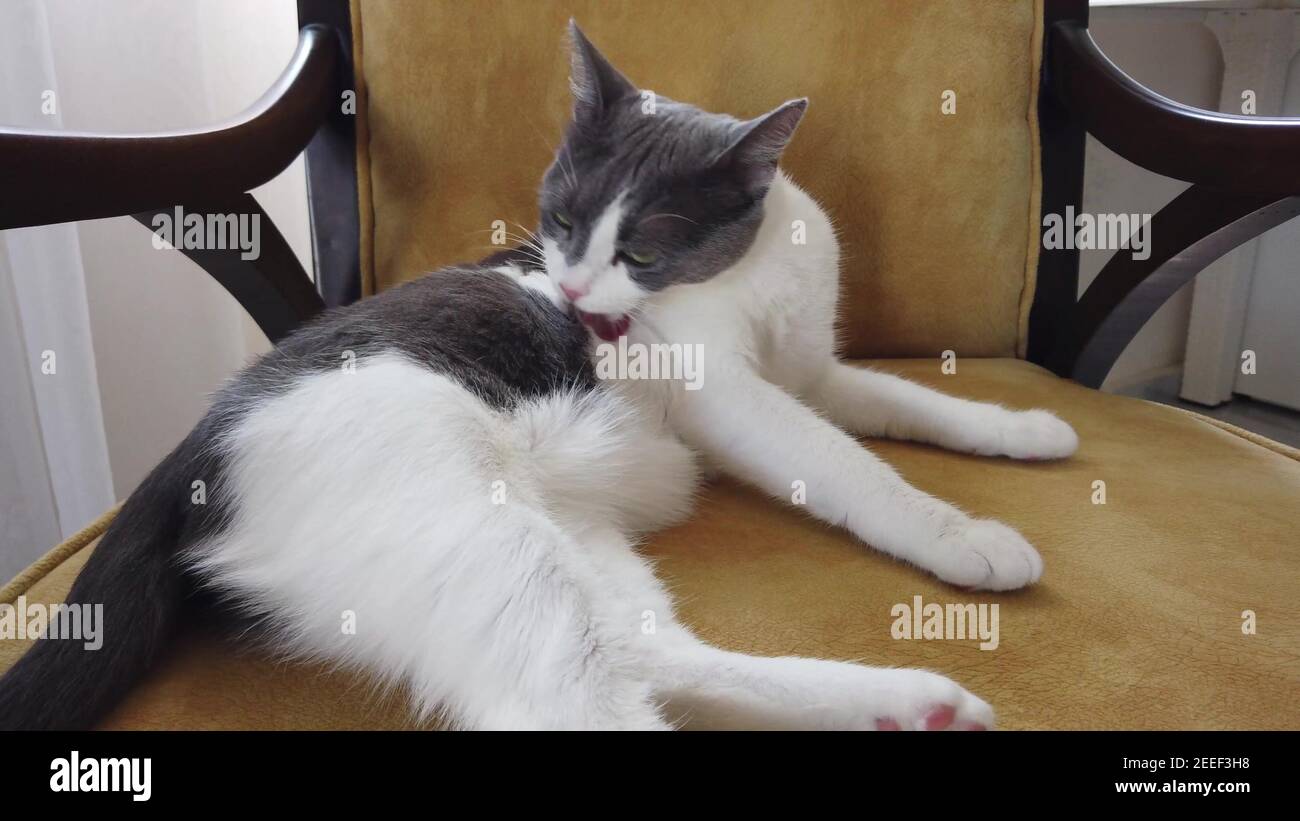 Schöne graue und weiße Katze leckt ihre Pfote und putzt sich selbst. Stockfoto