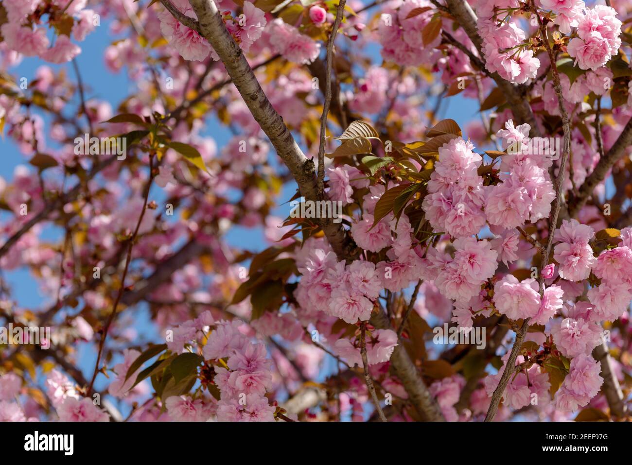 Rosa japanische Zierkirsche (Prunus Serrulata) Blühen Sie im blauen Himmel des Frühlings Stockfoto