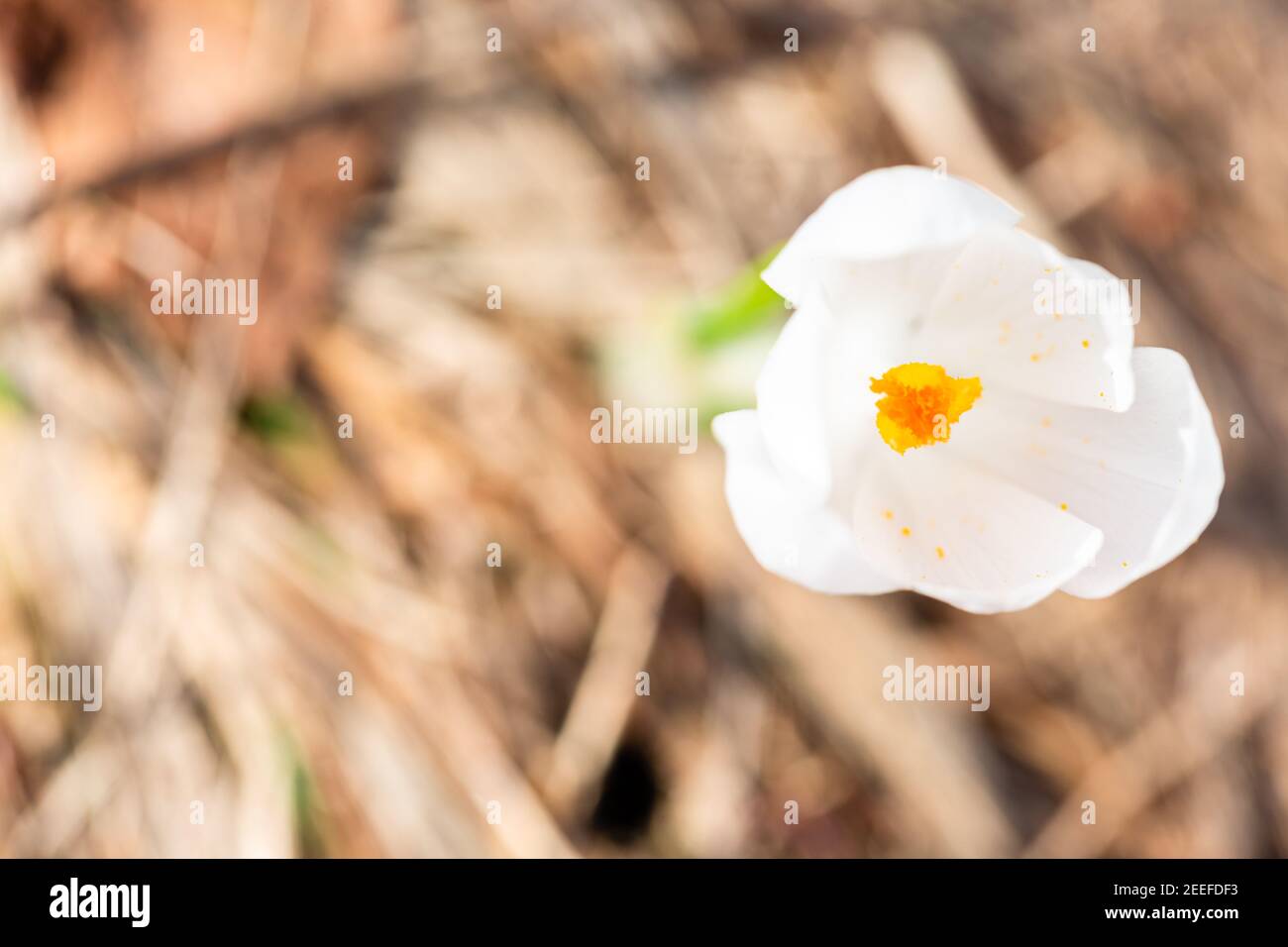 Frisch blühte wilde Krokus blühen im Frühling. Saisonale Blume. Frühlingsblume. Osterblume. Stockfoto