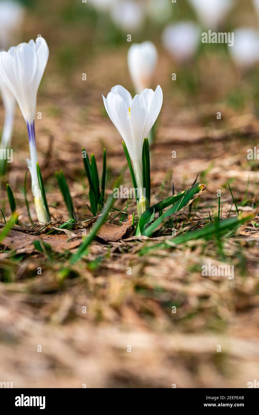 Frische blühte wilde Krokus Blumen im Frühling. Saisonale Blume. Frühlingsblume. Osterblume. Stockfoto