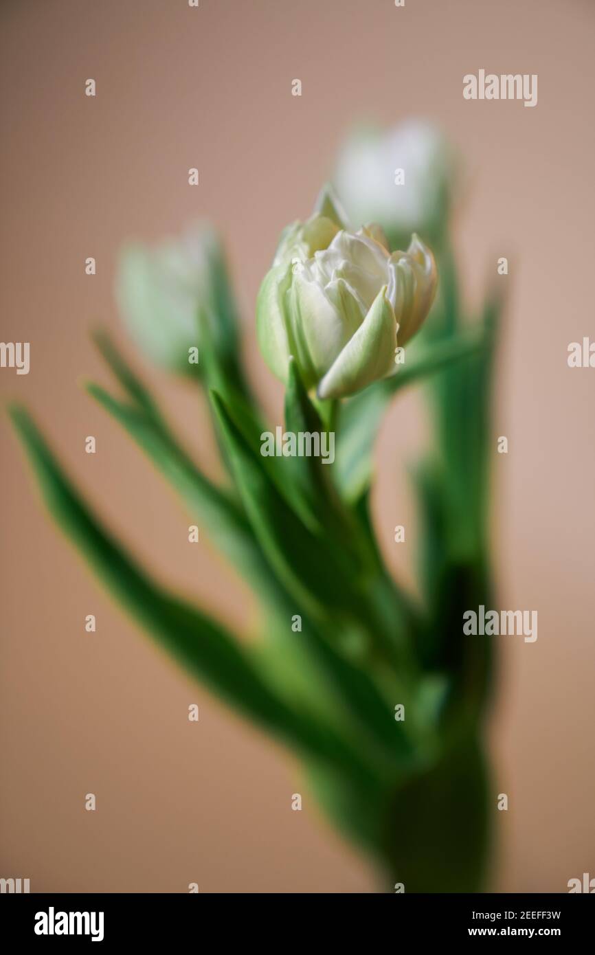 Tulpenblüten Bouquet. Schöne zarte Frühlingsweiße Tulpen isoliert auf beigem Hintergrund mit Spotlicht. Valentinstag, Internationale Frauen D Stockfoto