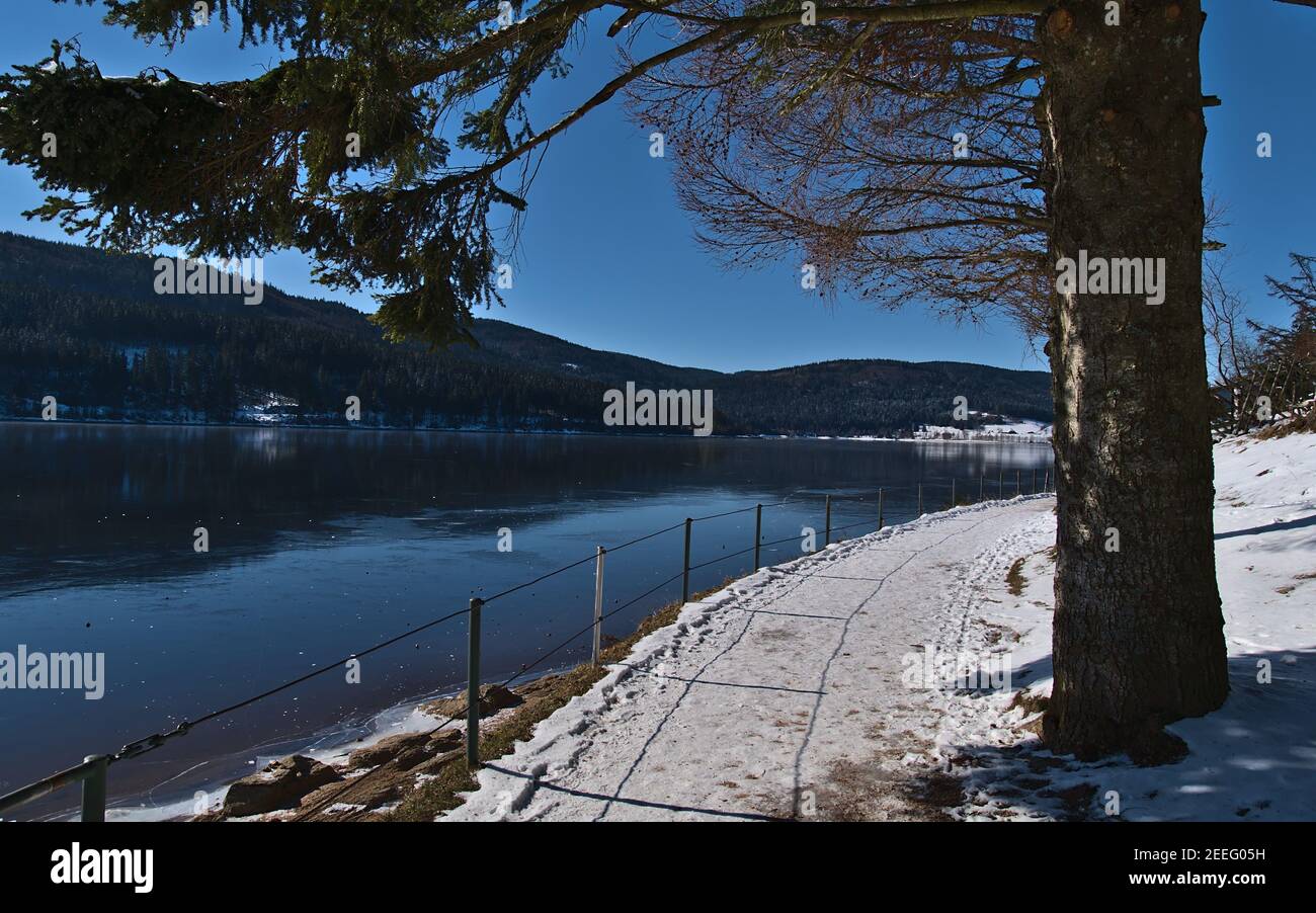 Schneebedeckter Wanderweg mit Geländer und Nadelbaum am Ufer des gefrorenen Sees Schluchsee in den Schwarzwaldhügeln, Deutschland in der Wintersaison. Stockfoto