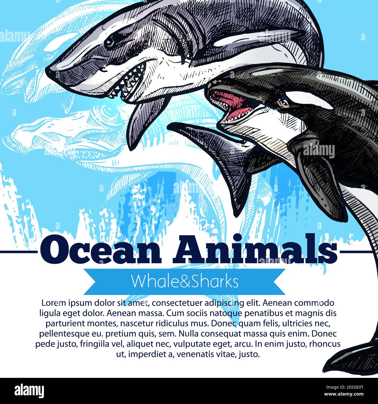 Ozeantiere Poster von Killerwal oder Orca und Weißer Hai. Vektor-Design von Raubfischen der Meeressäuger Arten in der Tierwelt oder Ozeanarium fo Stock Vektor