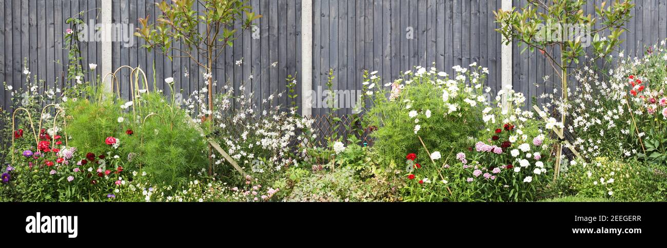 Holz bemalter Gartenzaun mit Frühling und Sommer Gartenblumenbeet mit vielen Pflanzen und blühenden Blumen. Betonzaunpfähle und graue enge Grenze Stockfoto