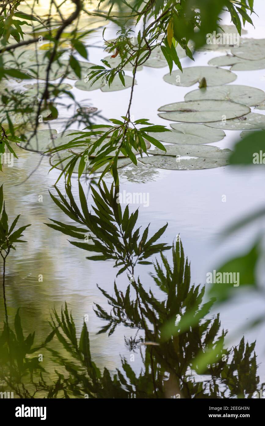 Reflexionen von Weidenzweig und Blättern im Wasser Stockfoto