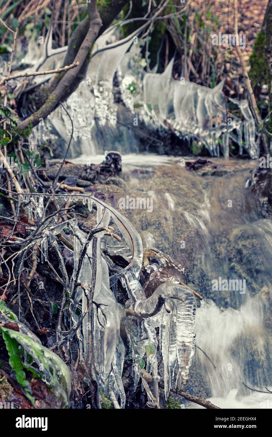 Eiszapfen, die auf Zweigen und Ästen wachsen, die über einem Bach durch Buchenwälder bei Stroud, Gloucestershire, Großbritannien, hingen Stockfoto
